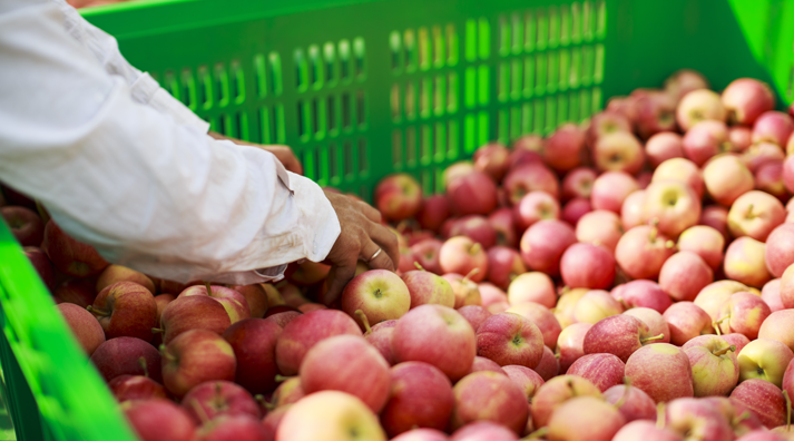 Сезон уборки урожая в саду Amal Bio подошел к концу.  Обьем урожая составил 420 тонн из 11 сортов яблок